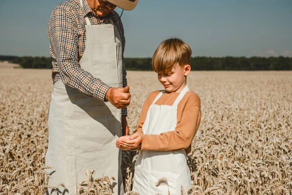 Older man is a baker pours wheat with his hand in children\'s palms on the background of a wheat field. High quality photo