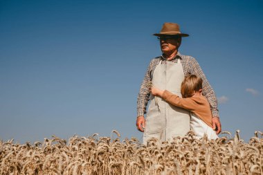 Oğlu olan bir çiftçi, arka planda bir buğday tarlasının ortasında duruyor. Mavi bir gökyüzü. Aile işi pişirmek. Açık havada. Yüksek kalite fotoğraf