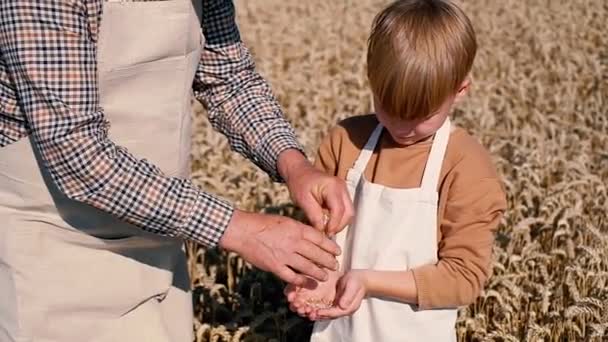 Hands Old Man Pour Grain Child Middle Wheat Field Golden — Stock videók
