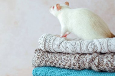 Close-up of a stack of various knitted sweaters with a white mouse on top. Clothing recycling. Ecological and sustainable fall fashion. High quality photo