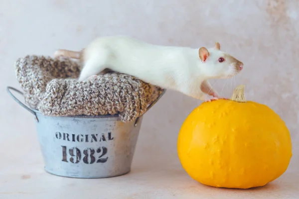White Mouse Climbing Metal Basket Pumpkin Clothing Recycling Ecological Sustainable — Zdjęcie stockowe