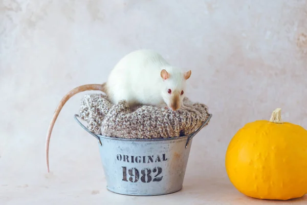Autumn Mouse Its Back Turned Metal Basket Woolen Clothes Decorated — Stok fotoğraf