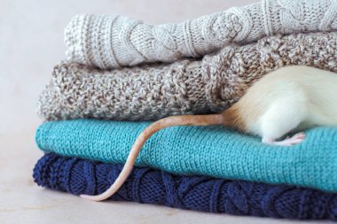 White mouse hiding in woolen clothes. Clothing recycling. Ecological and sustainable fall fashion. High quality photo