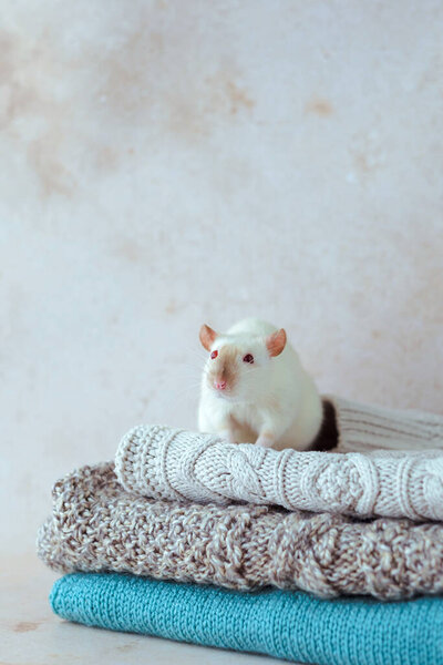 Stack of various knitted sweaters with a white mouse on top. Clothing recycling. Ecological and sustainable fall fashion. Warm cozy winter fall knitwear concept. space for text. High quality photo