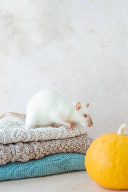 Stack of various knitted sweaters with a white mouse on top, decorated with a pumpkin. Clothing recycling. Ecological and sustainable fall fashion. High quality photo