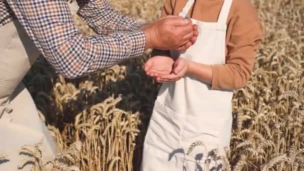 Hands Old Man Pour Grain Child Middle Wheat Field Golden — Stok video