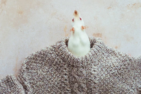 White Rat Peeks Out Neck Knitted Sweater Clothing Recycling Ecological — Stockfoto