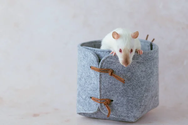 Cute Little Rat Sitting Out Woolen Basket Looking Camera Space — Stockfoto