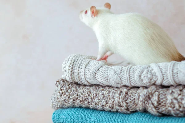Close-up of a stack of various knitted sweaters with a white mouse on top. Clothing recycling. Ecological and sustainable fall fashion. High quality photo