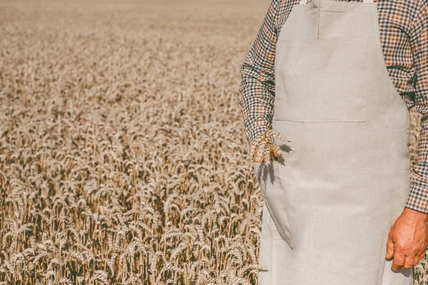 An unrecognizable man in an apron holding ears of corn in his pocket on the background of a wheat field. focus on ears of wheat. Apron mockup for text. High quality photo