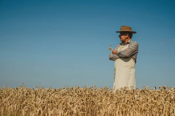 An old baker with watching the wheat harvest in the field on the background of the sky. A man dressed in an apron and hat holds ears of wheat in his hands. High quality photo