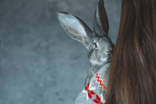 Girl Holding Hands Gray Rabbit Back Turned Surprised Rabbit Looking — Stockfoto