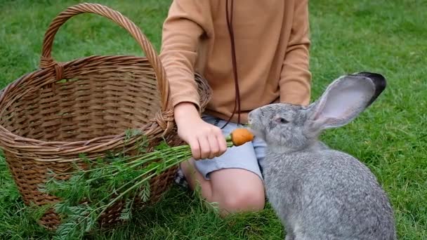Серый Кролик Поедающий Морковку Руки Ребенка Ребенок Кормит Животное Сидя — стоковое видео