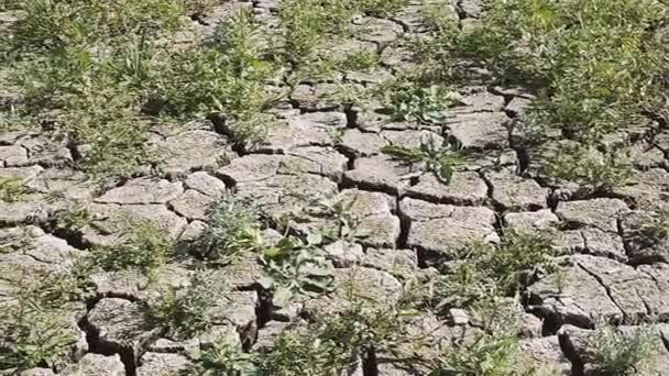 Texture Cracks Ground Crack Bank River Caused Shoaling Drought Climate — стоковое видео