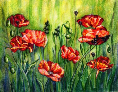Kırmızı poppies, renk karakalem