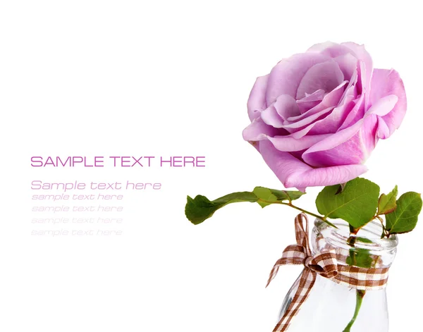 Violet rose on white background — Stock Photo, Image