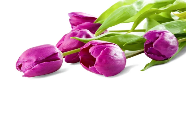 Pink tulips on white background — Stock Photo, Image