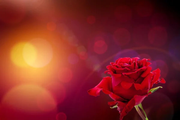 Rosa rossa su sfondo bokeh — Foto Stock