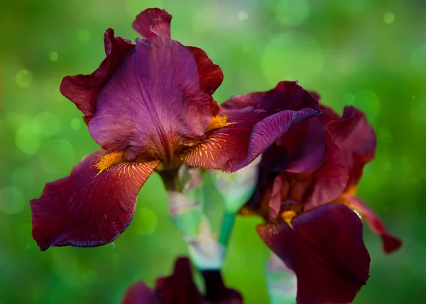 kahverengi sakallı iris