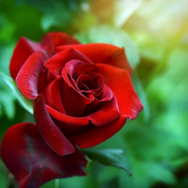 Rosa rossa come sfondo naturale e vacanze — Foto Stock
