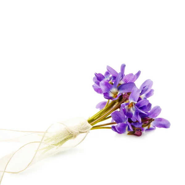 Bunch of Viola isolated on white — Stock Photo, Image