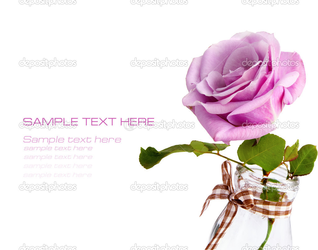Violet rose on white background