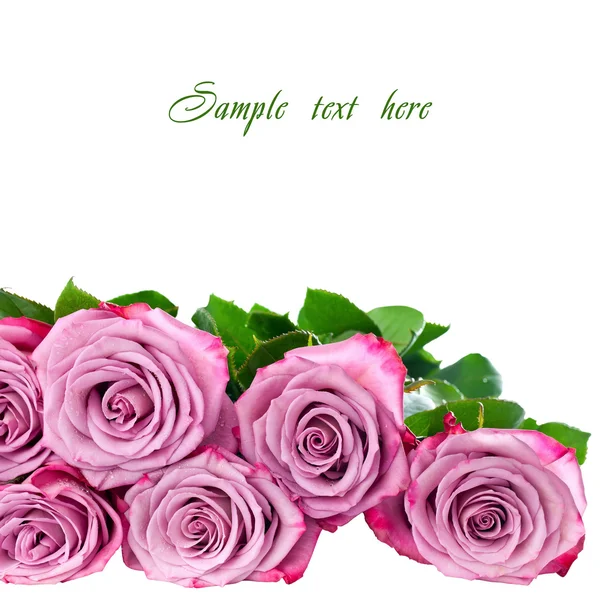 Pink lilac roses on white background — Stock Photo, Image