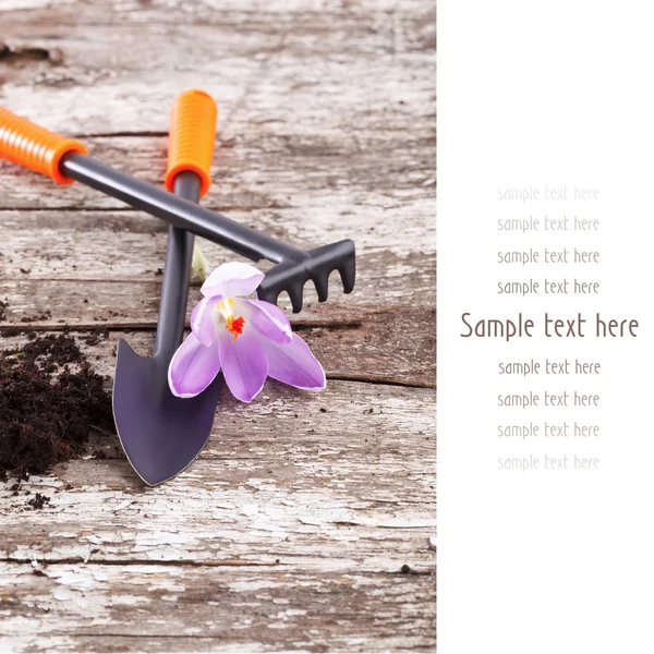 Garden tools (shovel, rake ) and crocus on old wooden background — Stock Photo, Image