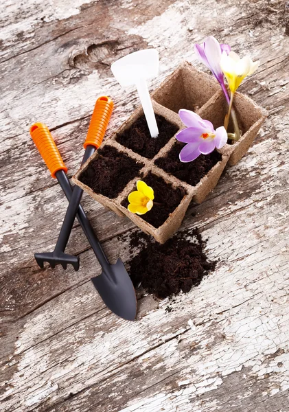 Garden tools (shovel, rake, peat pots ) on old wooden background — Stock Photo, Image