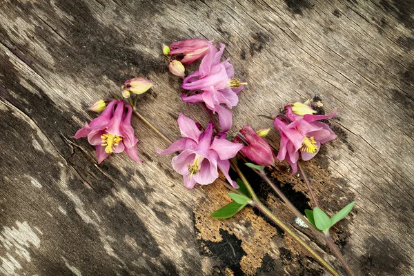 eski ahşap zemin üzerinde pembe columbine aquilegia çiçek