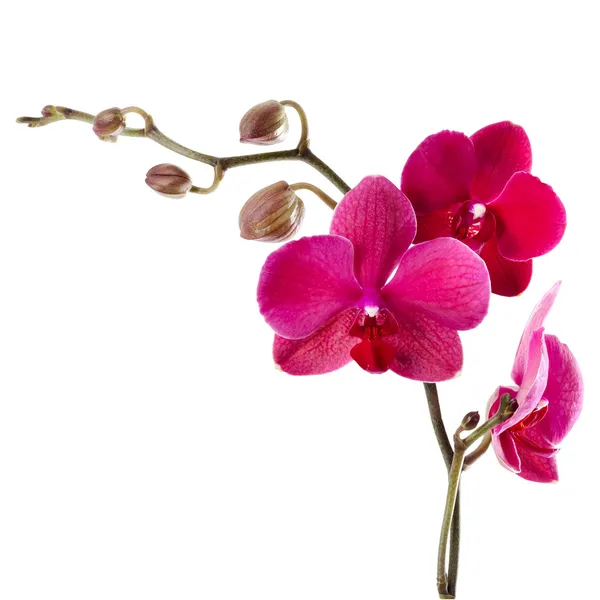 Bella orchidea viola su sfondo bianco Immagine Stock