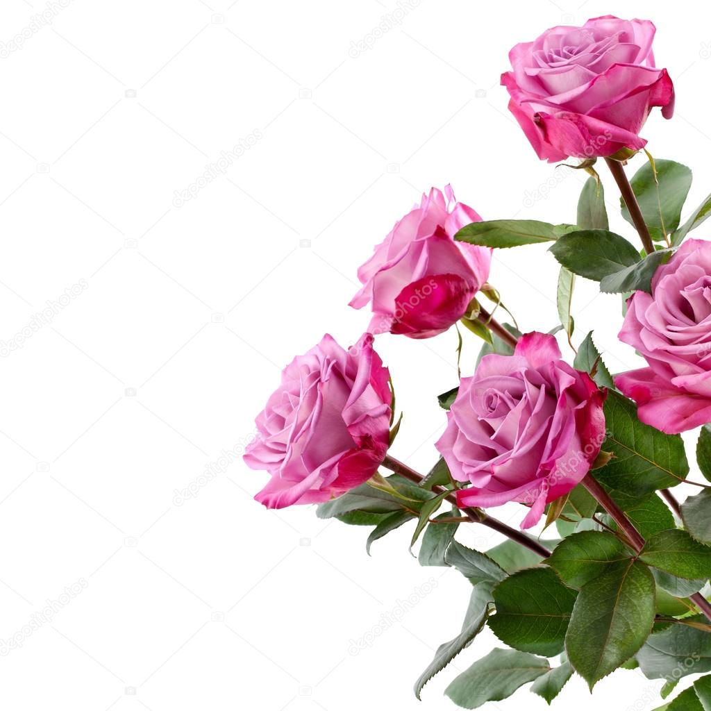 Purple Roses Bouquet On A White Background Stock Photo Aila28 Purple Roses Bouquet On A White Background Stock Photo