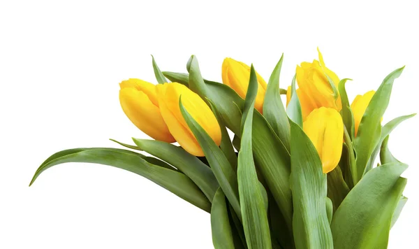 Ramo de tulipanes amarillos aislados sobre fondo blanco. —  Fotos de Stock