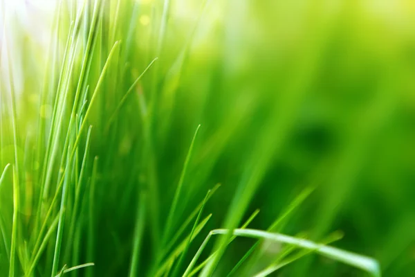 Wiosna lub lato tło z zieloną trawą — Zdjęcie stockowe