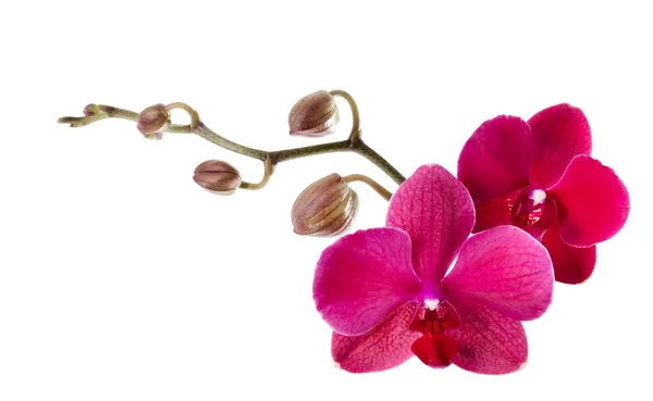 Belle orchidée violette sur fond blanc — Photo