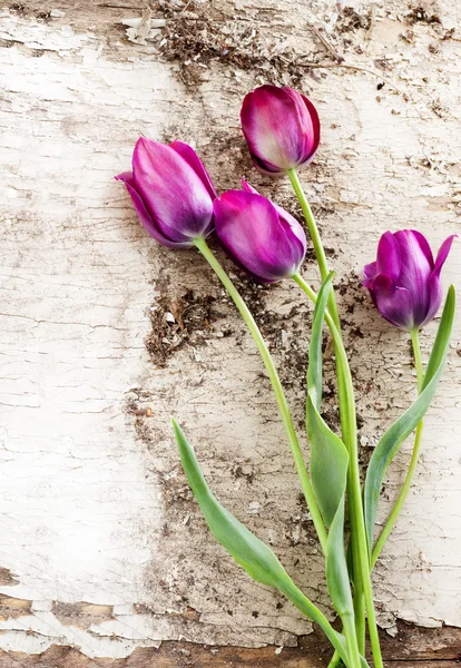 Fioletowe tulipany na brudny biały drewniany stół — Zdjęcie stockowe