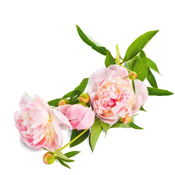 The pink peony on white background. — Stock Photo, Image