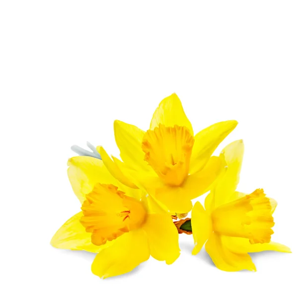 Narcisse fleur isolée sur fond blanc — Photo