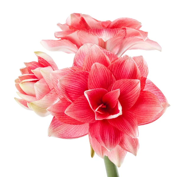 Hippeastrum "Double Dream" isolado no fundo branco — Fotografia de Stock