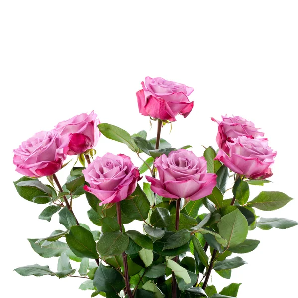 Purple roses bouquet on a white background — Stock Photo, Image