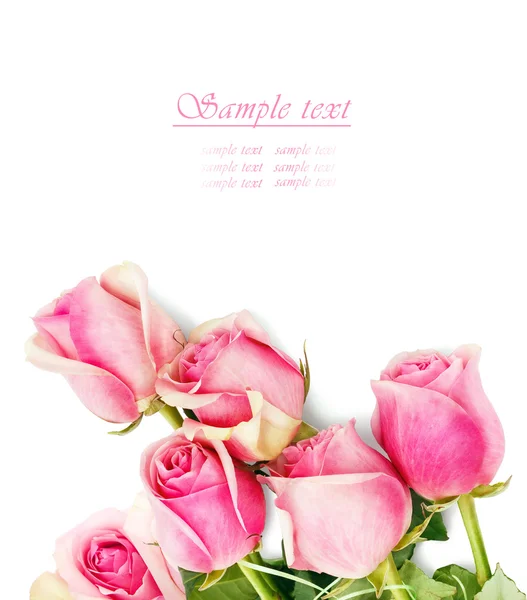 Pink roses on white background — Stock Photo, Image