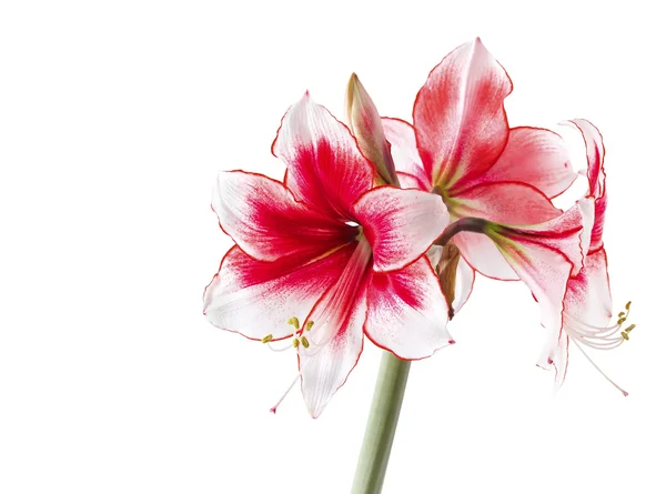 Hippeastrum "Temptation" geïsoleerd op de witte achtergrond — Stockfoto