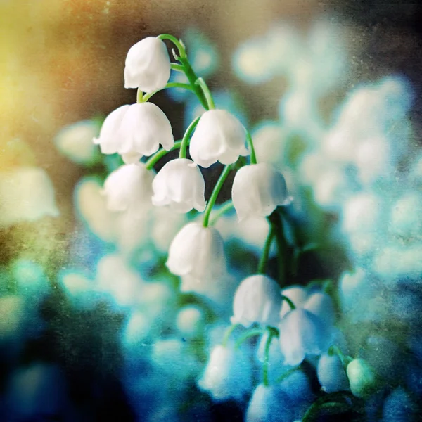 Lily of the valey,grunge floral background — Stock Photo, Image