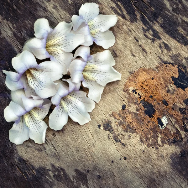 Flower on old wooden background — Stock Photo, Image