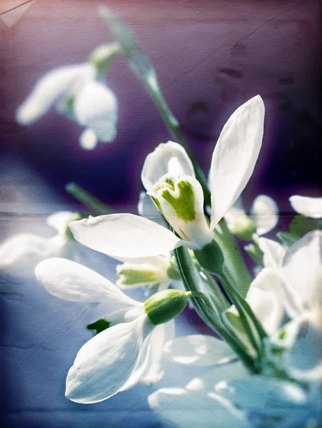 Spring nature background with snowdrop on old paper — Stock Photo, Image