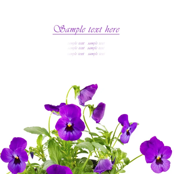 Bouquet of purple pansy flowers isolated on white — Stock Photo, Image
