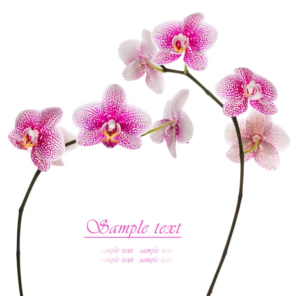 Beautiful pink orchid on a white background — Stock Photo, Image