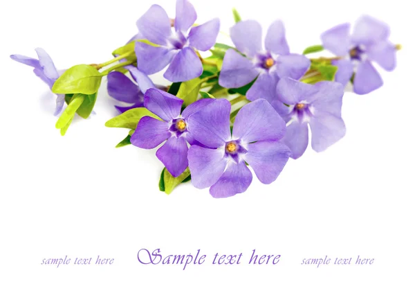 Periwinkle (Vinca) on white background — Stock Photo, Image