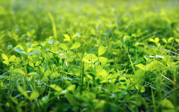 Groene klaver achtergrond, ondiep dof — Stockfoto