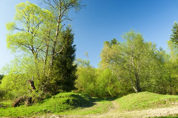 yeşil çayır ile bahar ormanda günbatımı